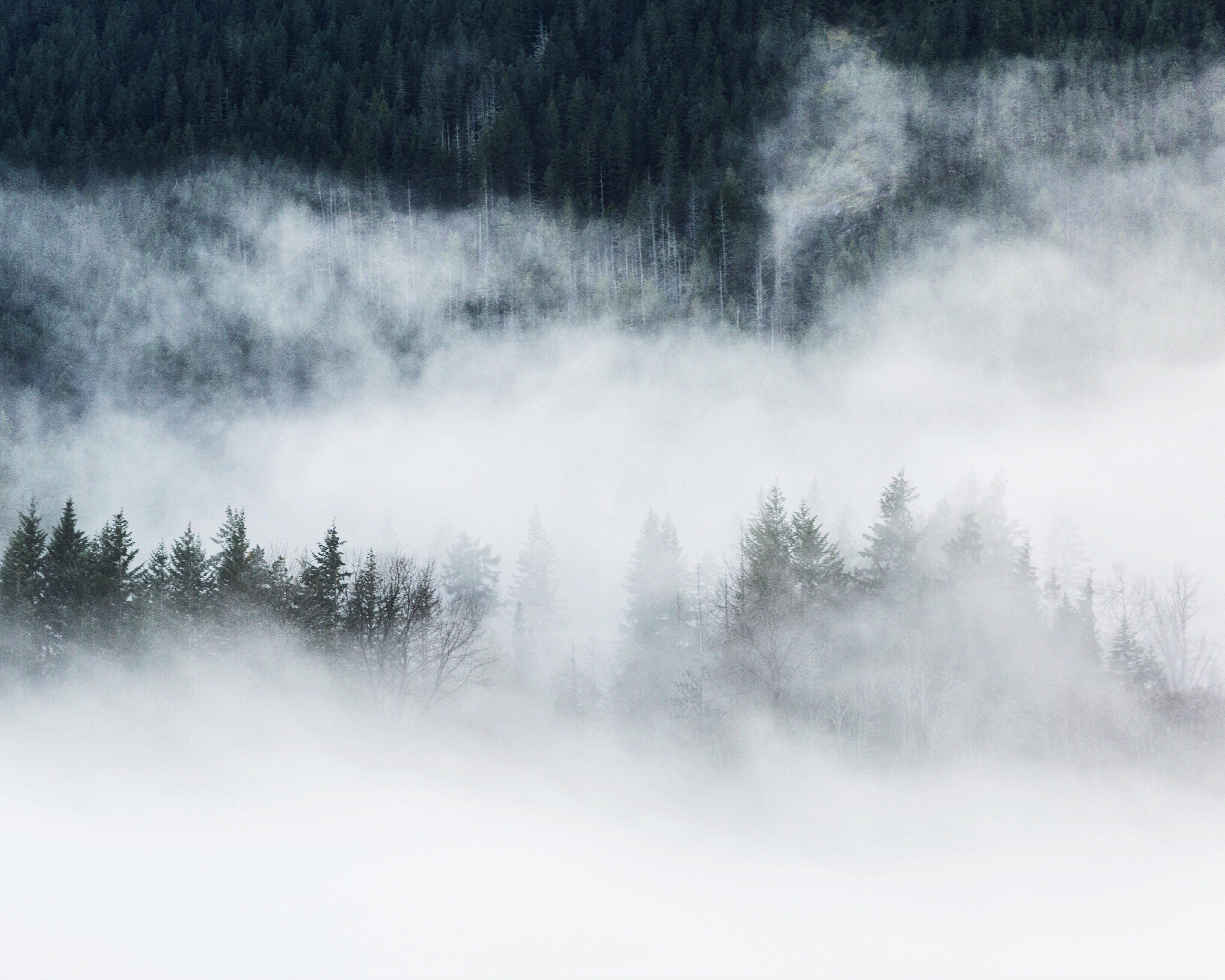 Foggy Memories