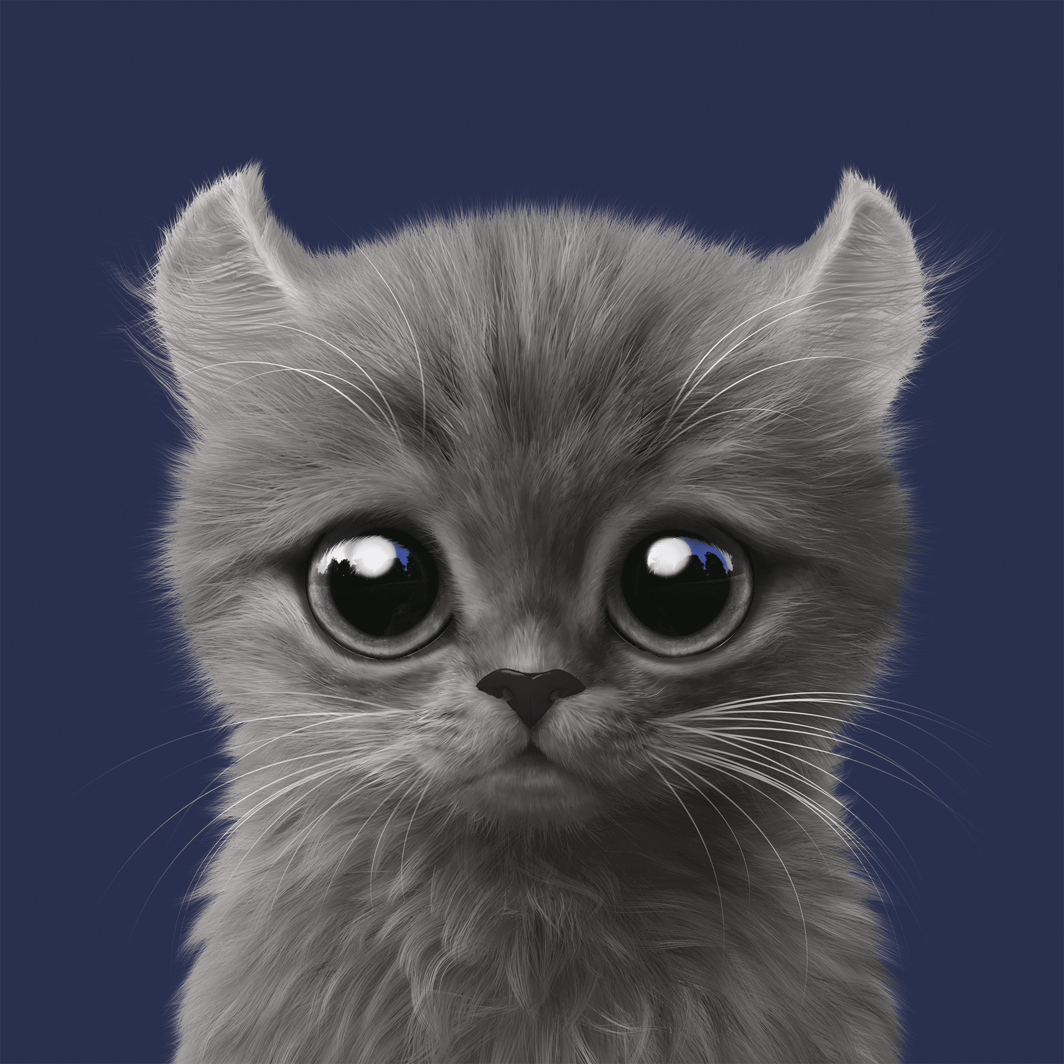 #321 Rodi