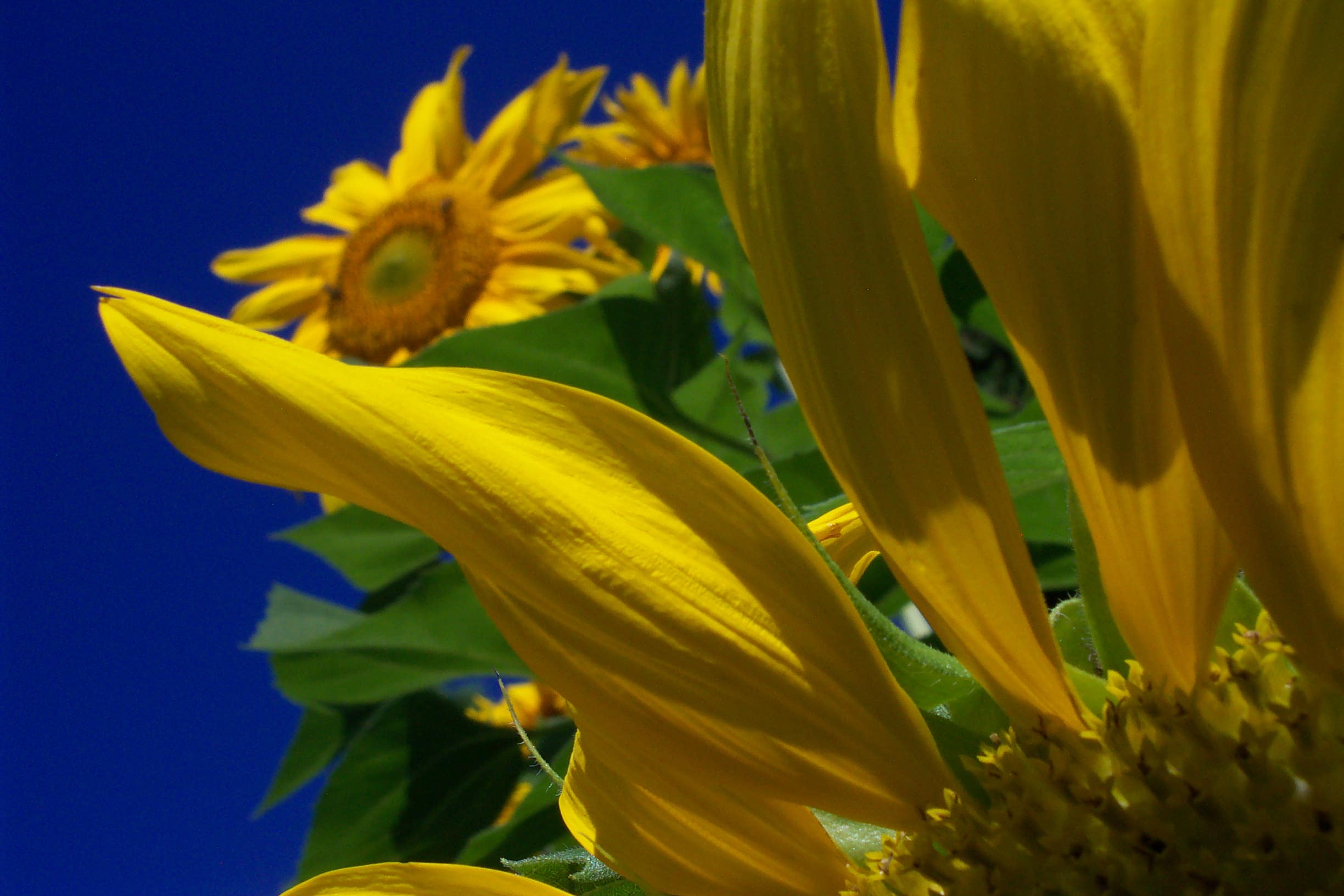 Sunny Day