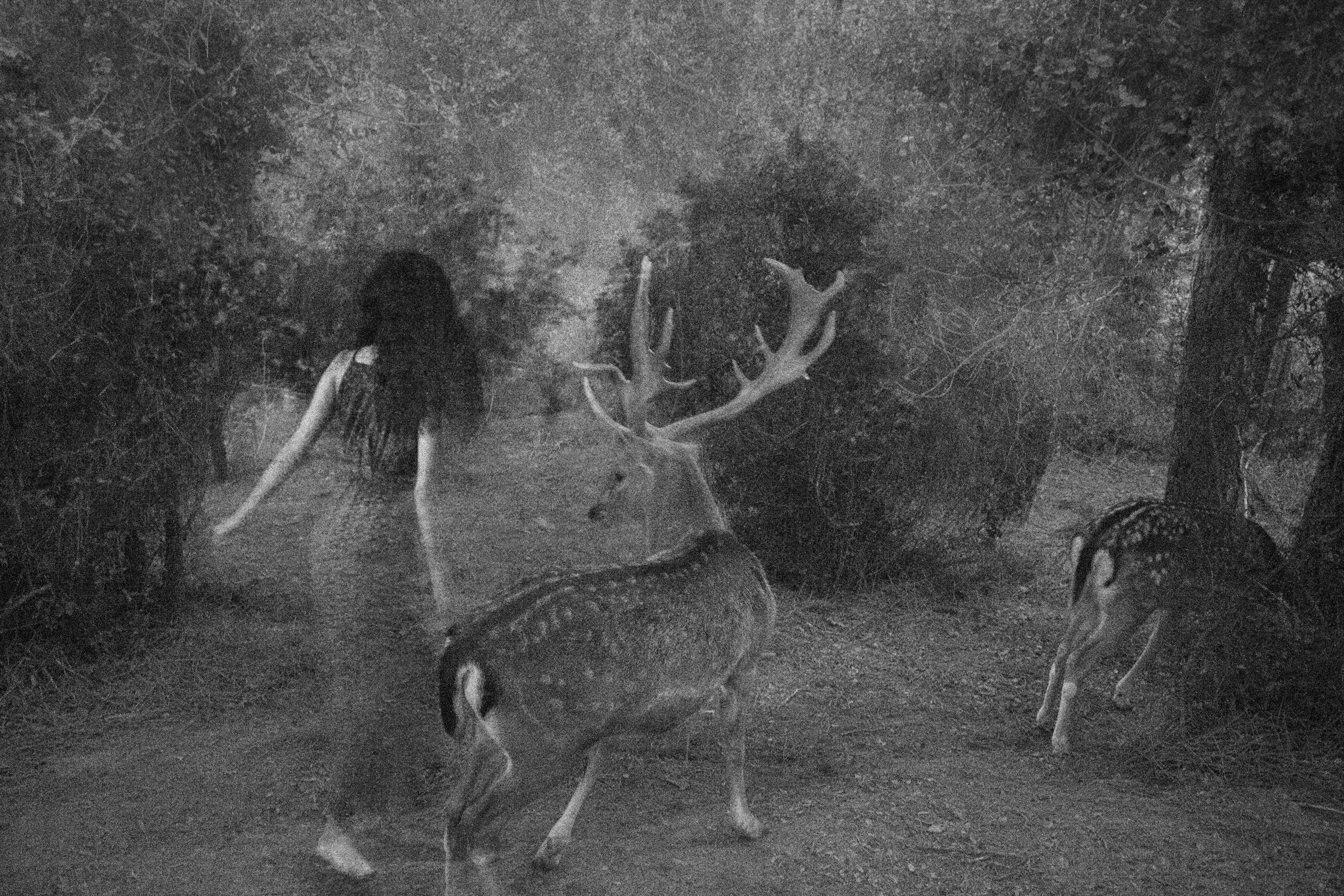 Whispers in the Woods