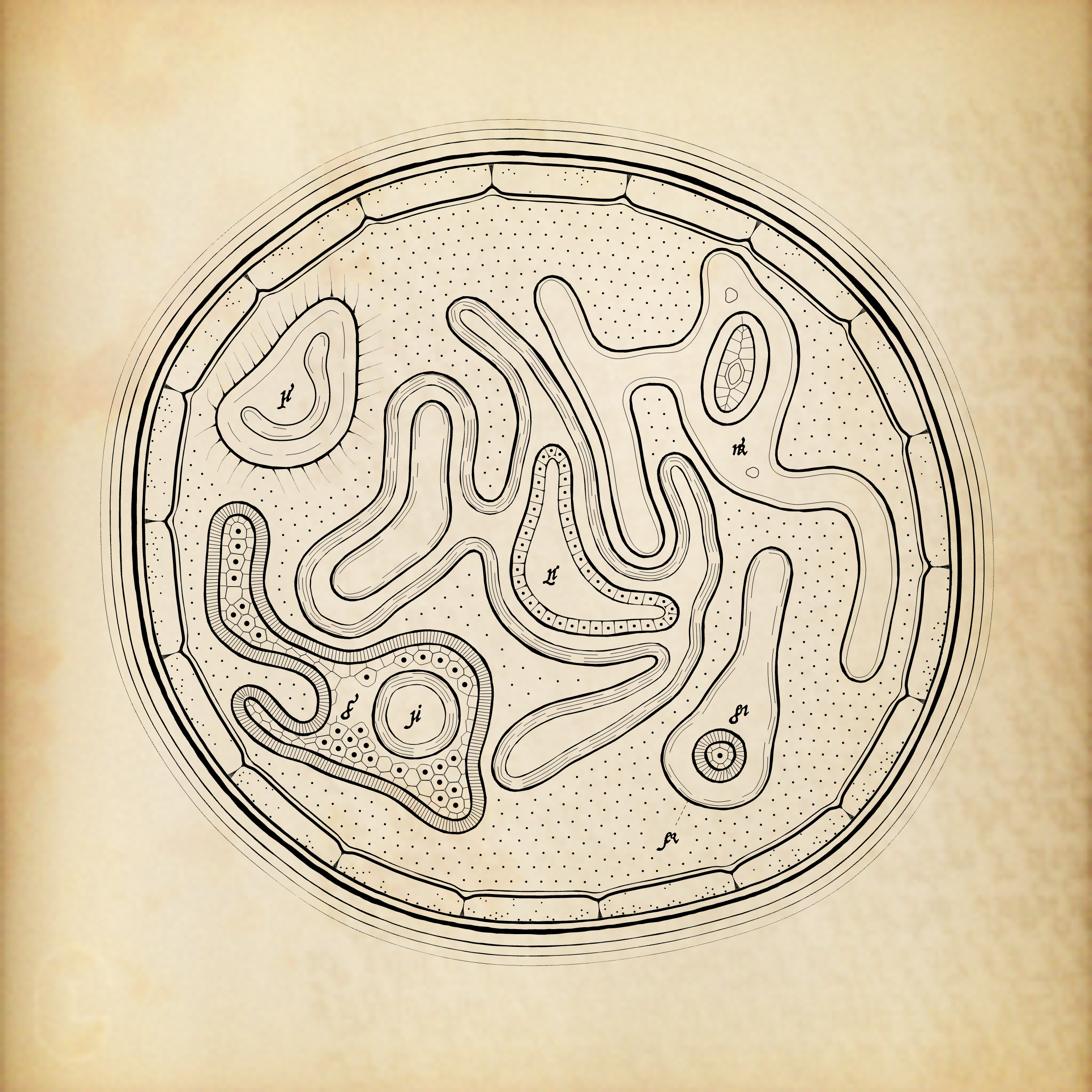 Cytographia #210