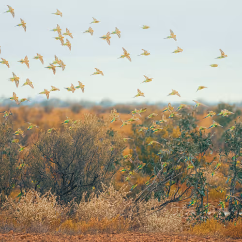 Fly Budgies Fly