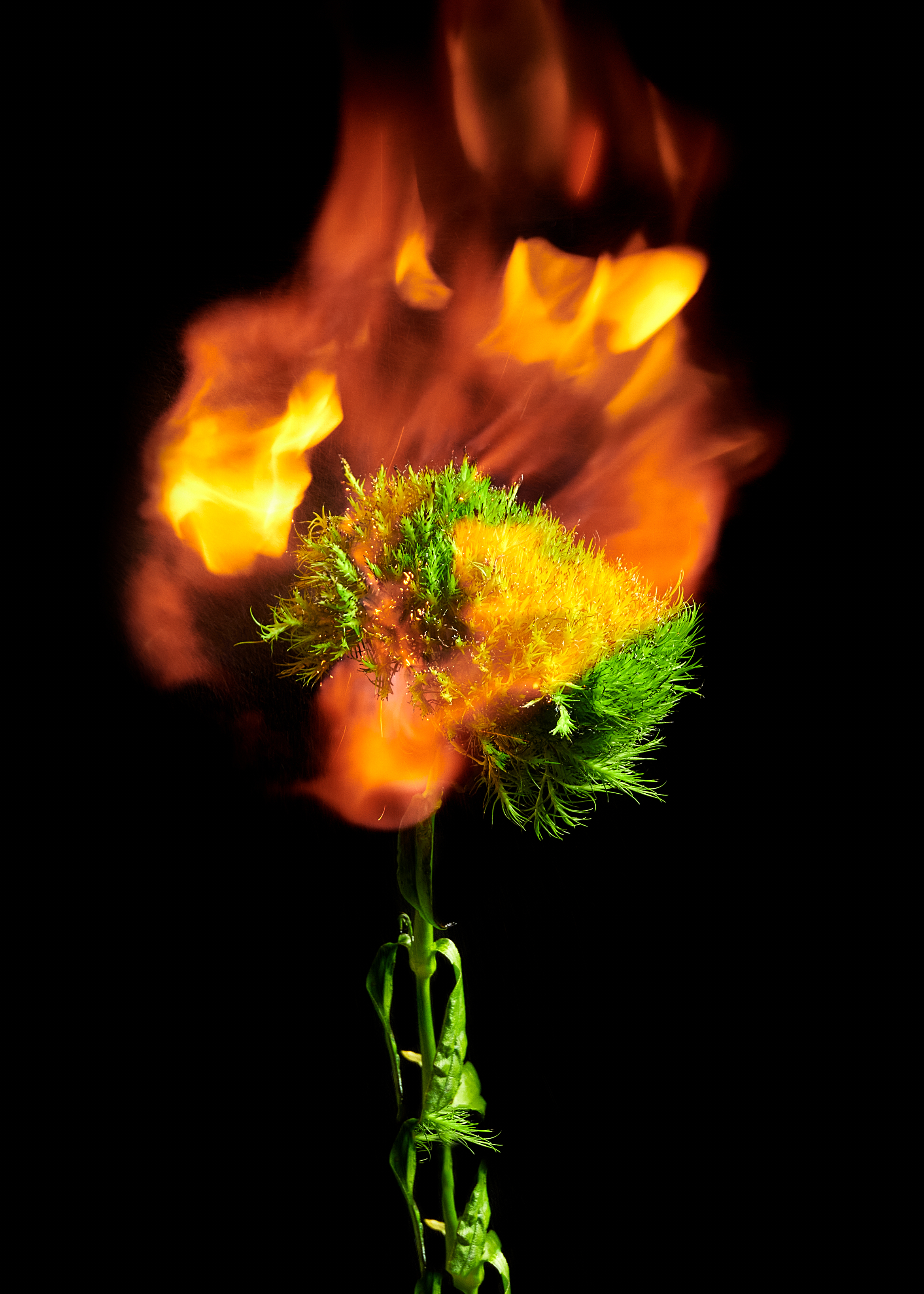 Green Flower II
