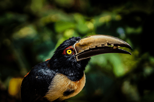 10 Collared Araçari (Pteroglossus torquatus) – Yellow-eyed Gazer