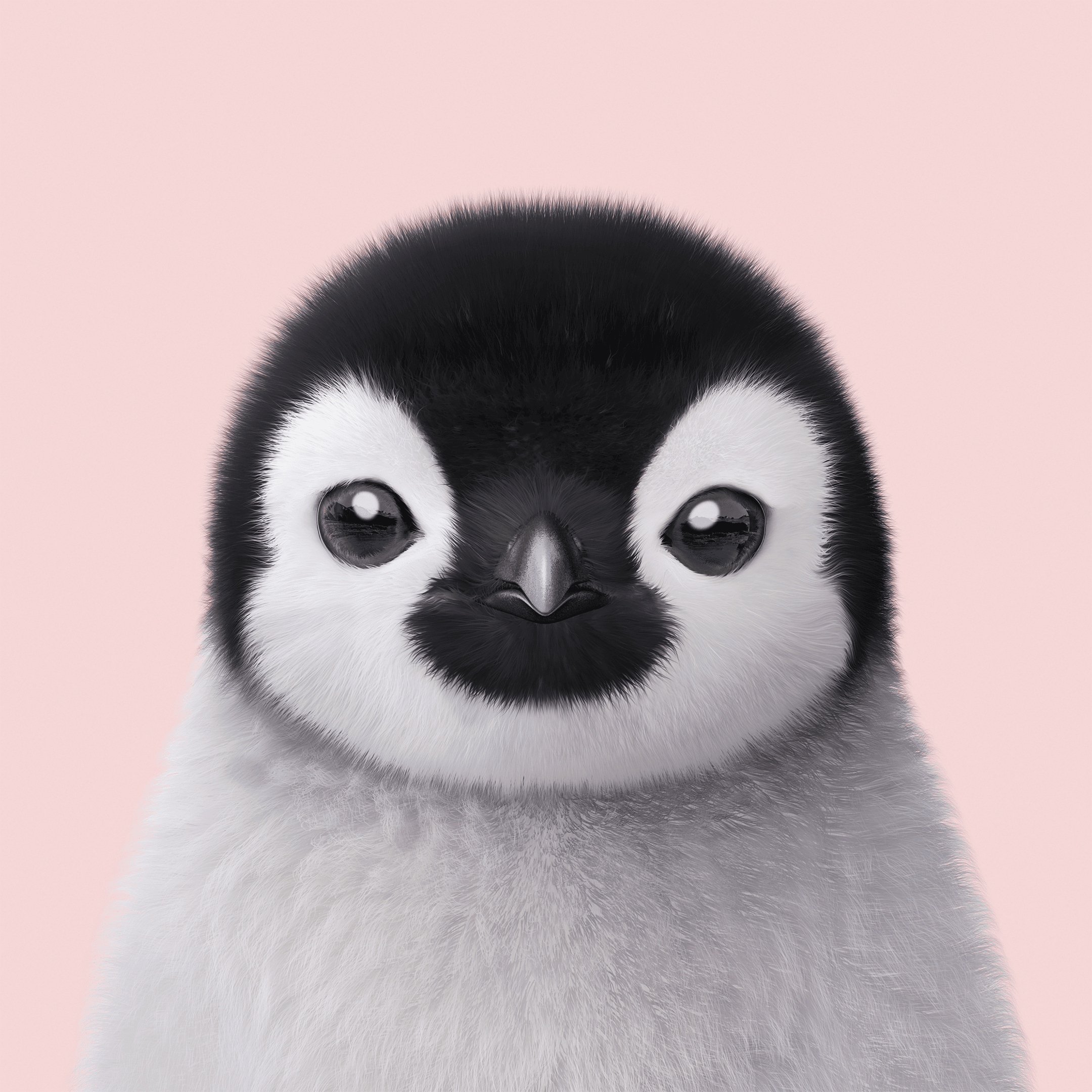 #405 Peng Peng the Baby Penguin
