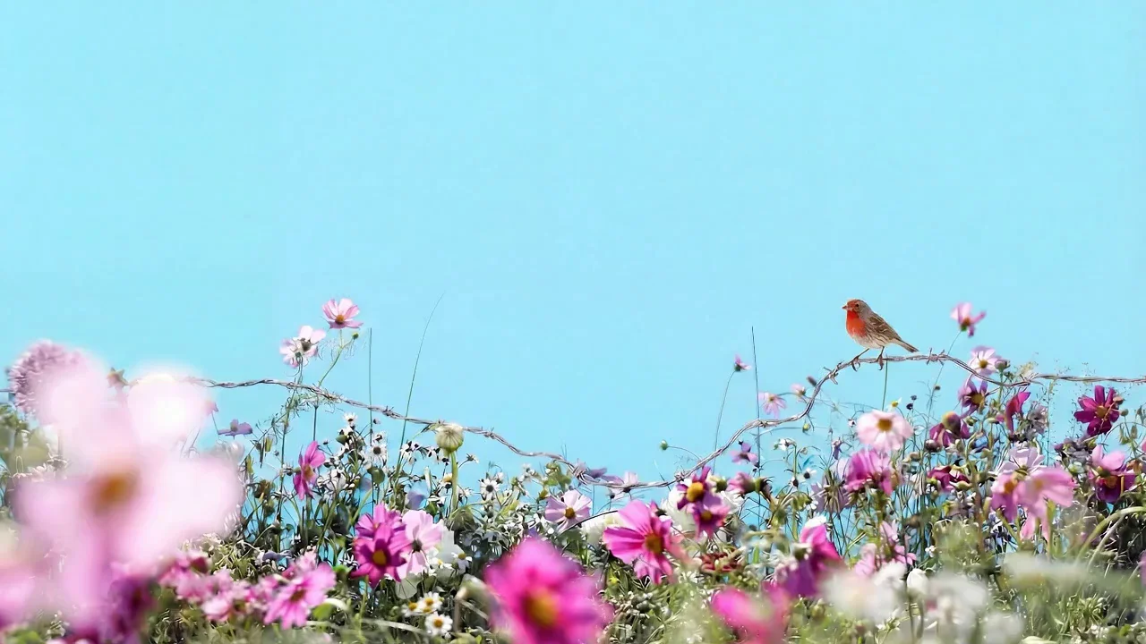 Berry, Caroline's Meadow