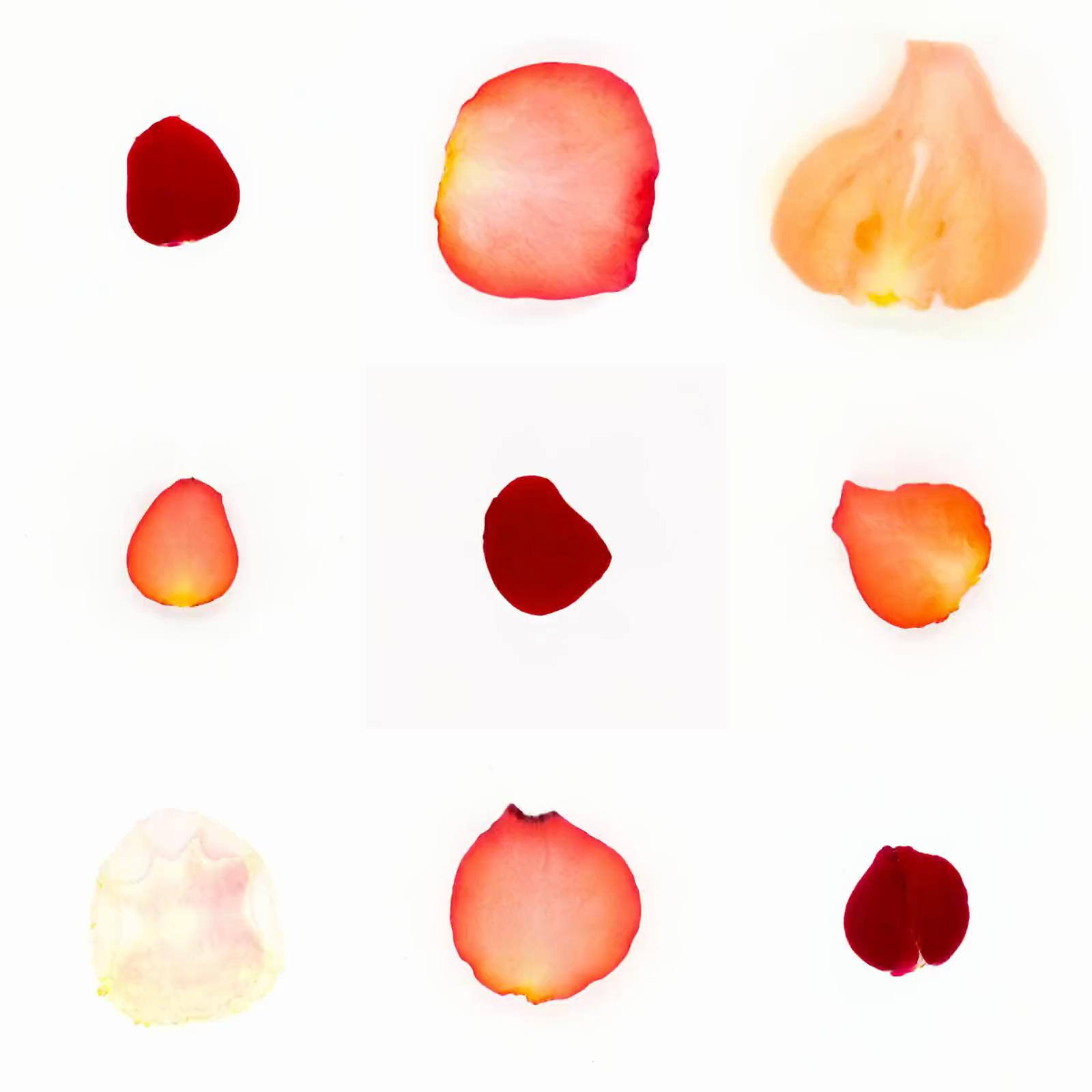 Infinite Petals 3x3#146
