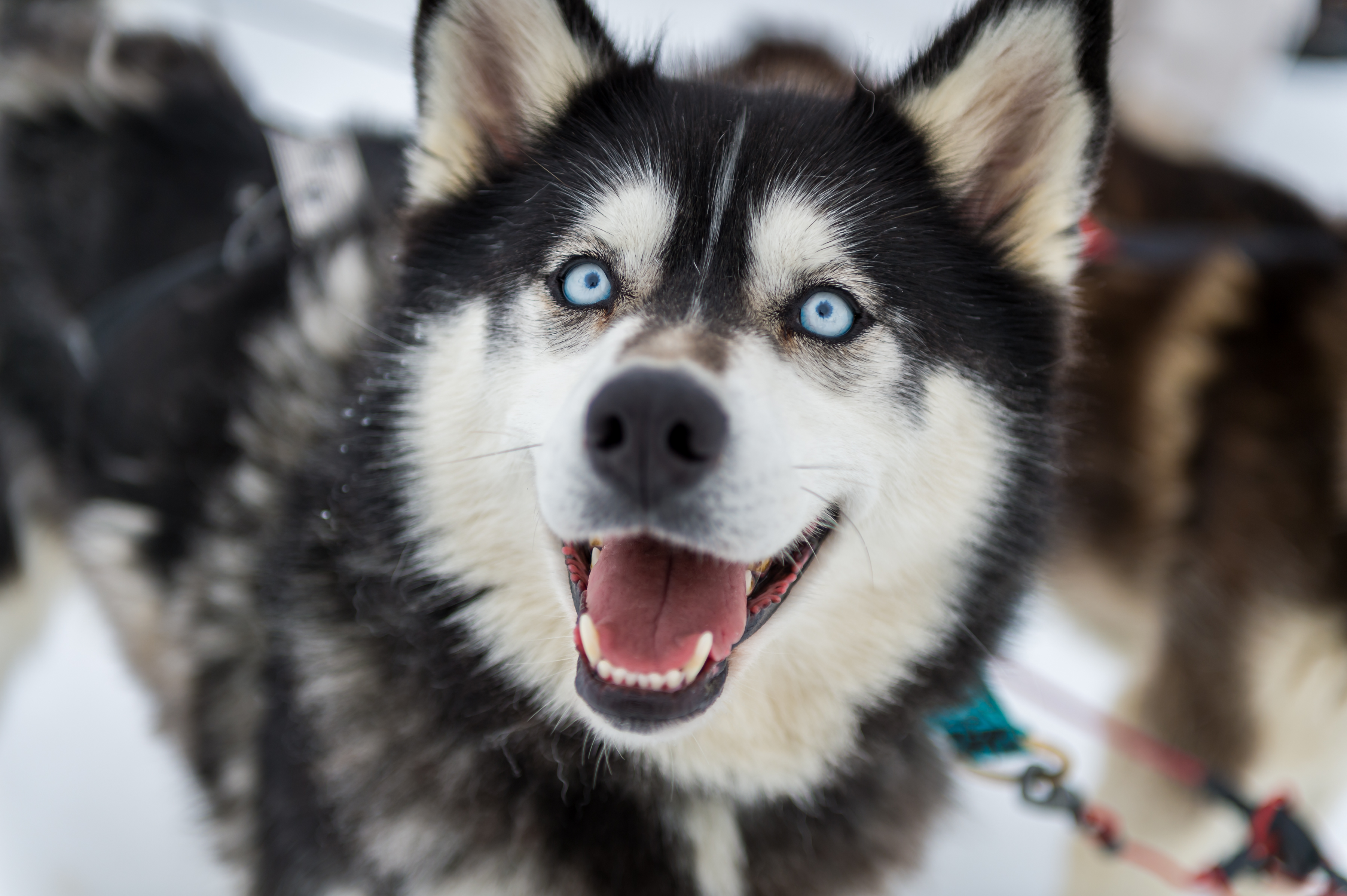 Dog