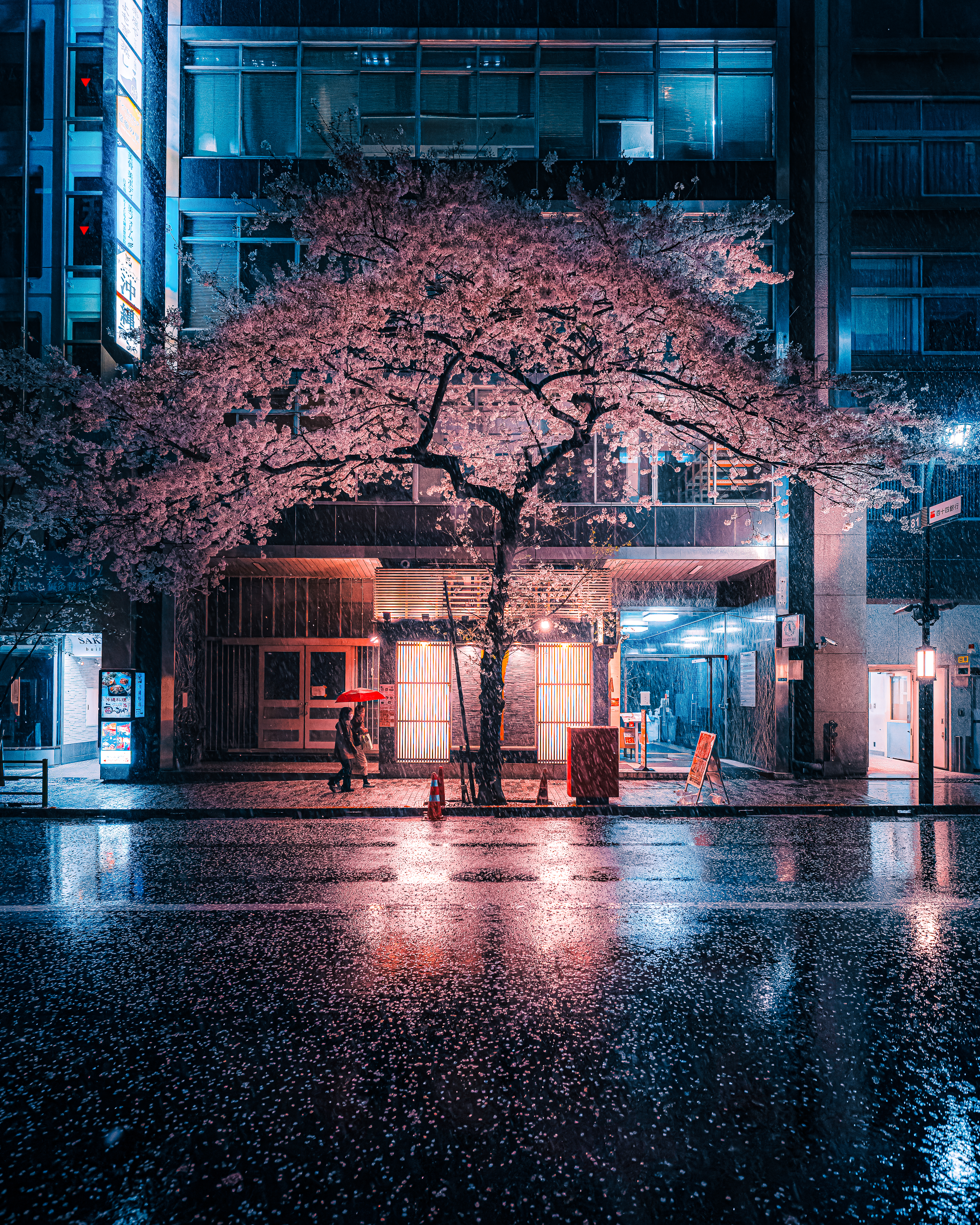 Cherry blossom on a rainy night