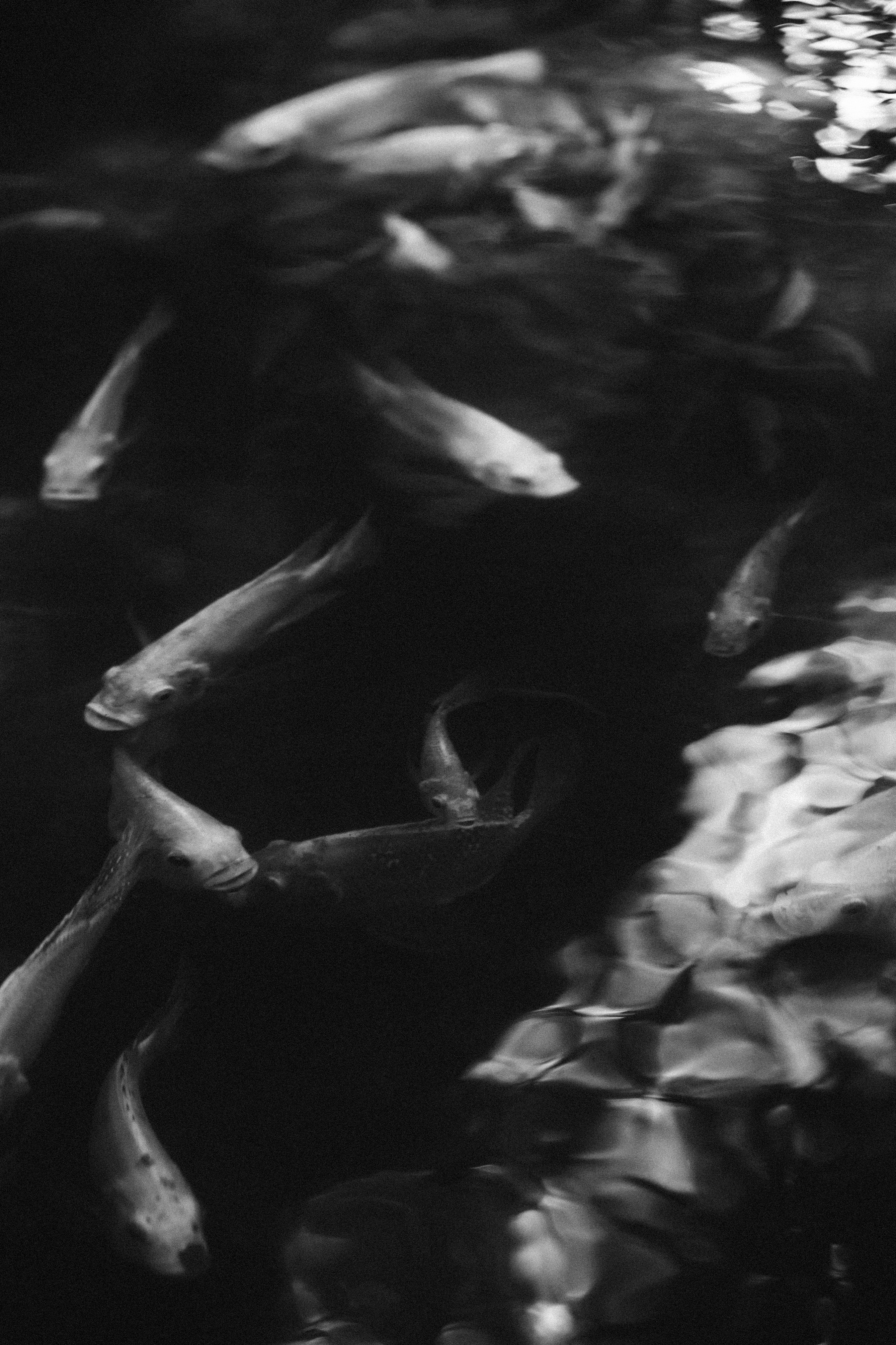 Flow