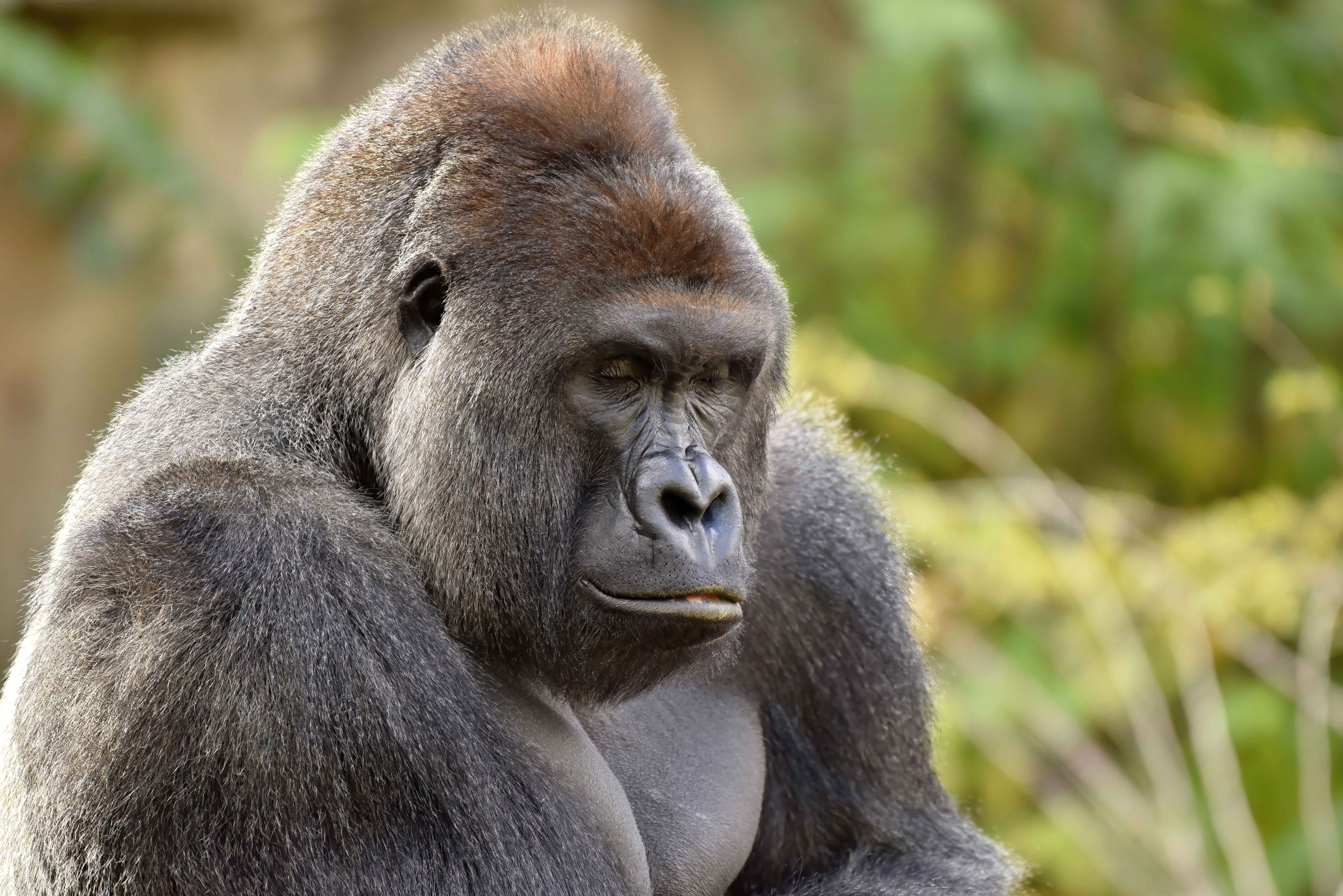 HARAMBE: LEGENDS #207