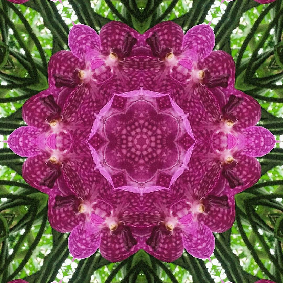 Nature's Patterns