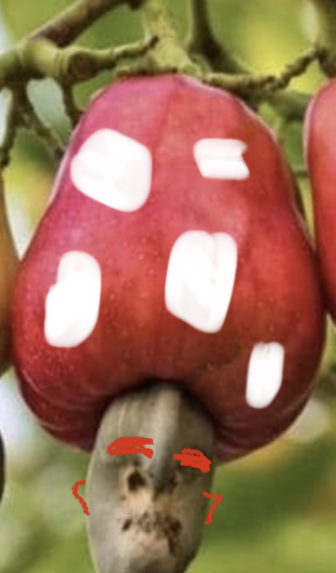 A Cashew: Piqued, not Picked