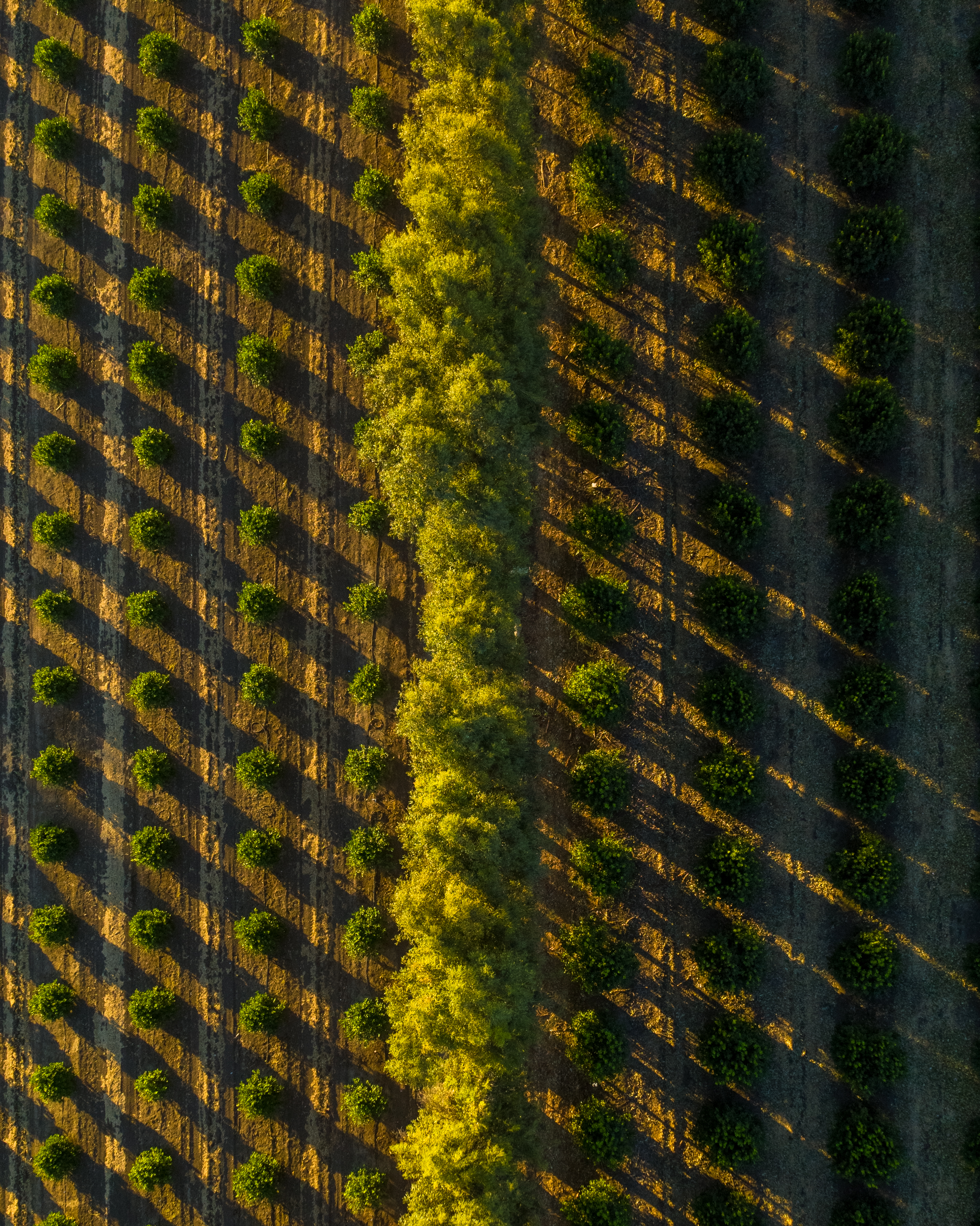 Tree Lined