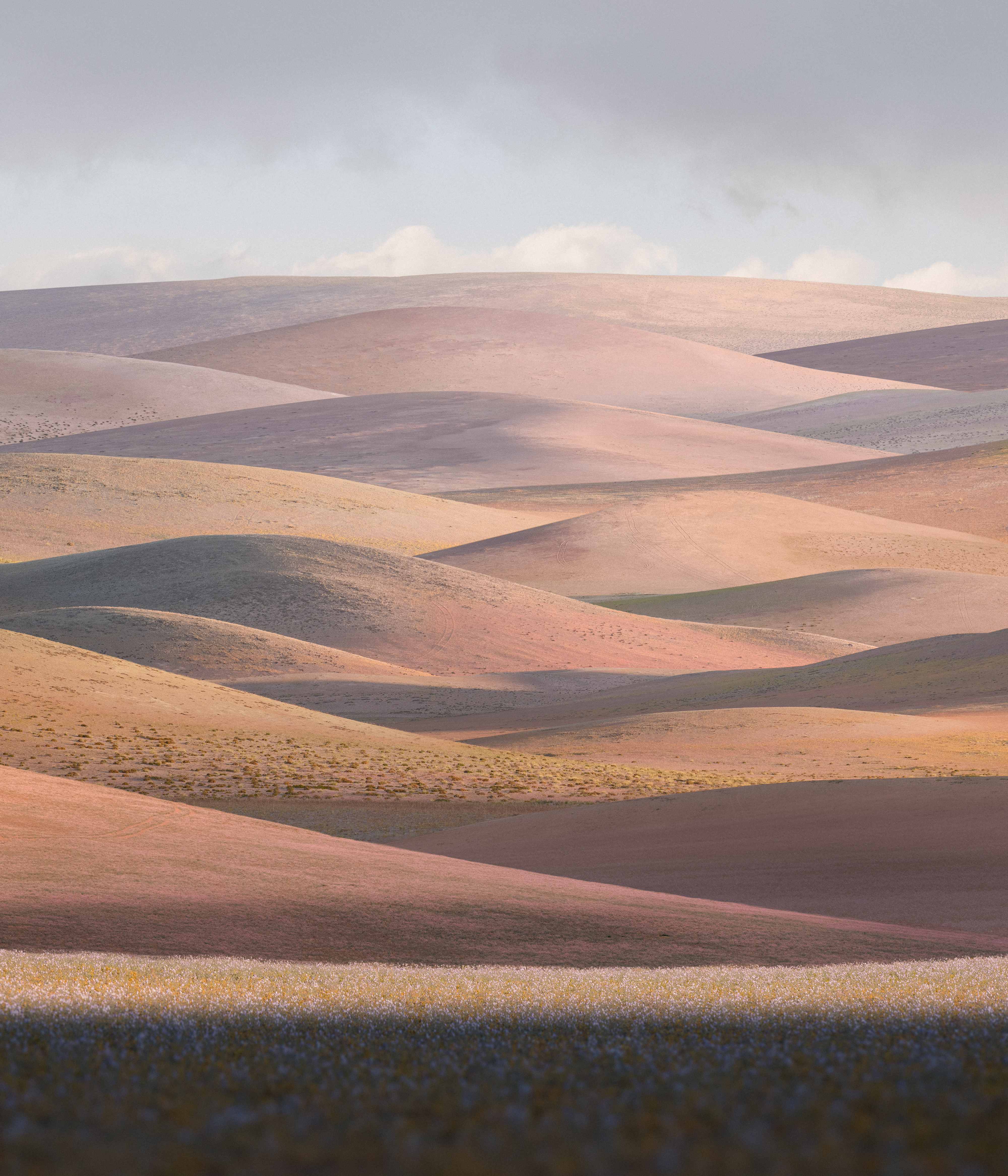 Blooming Fields