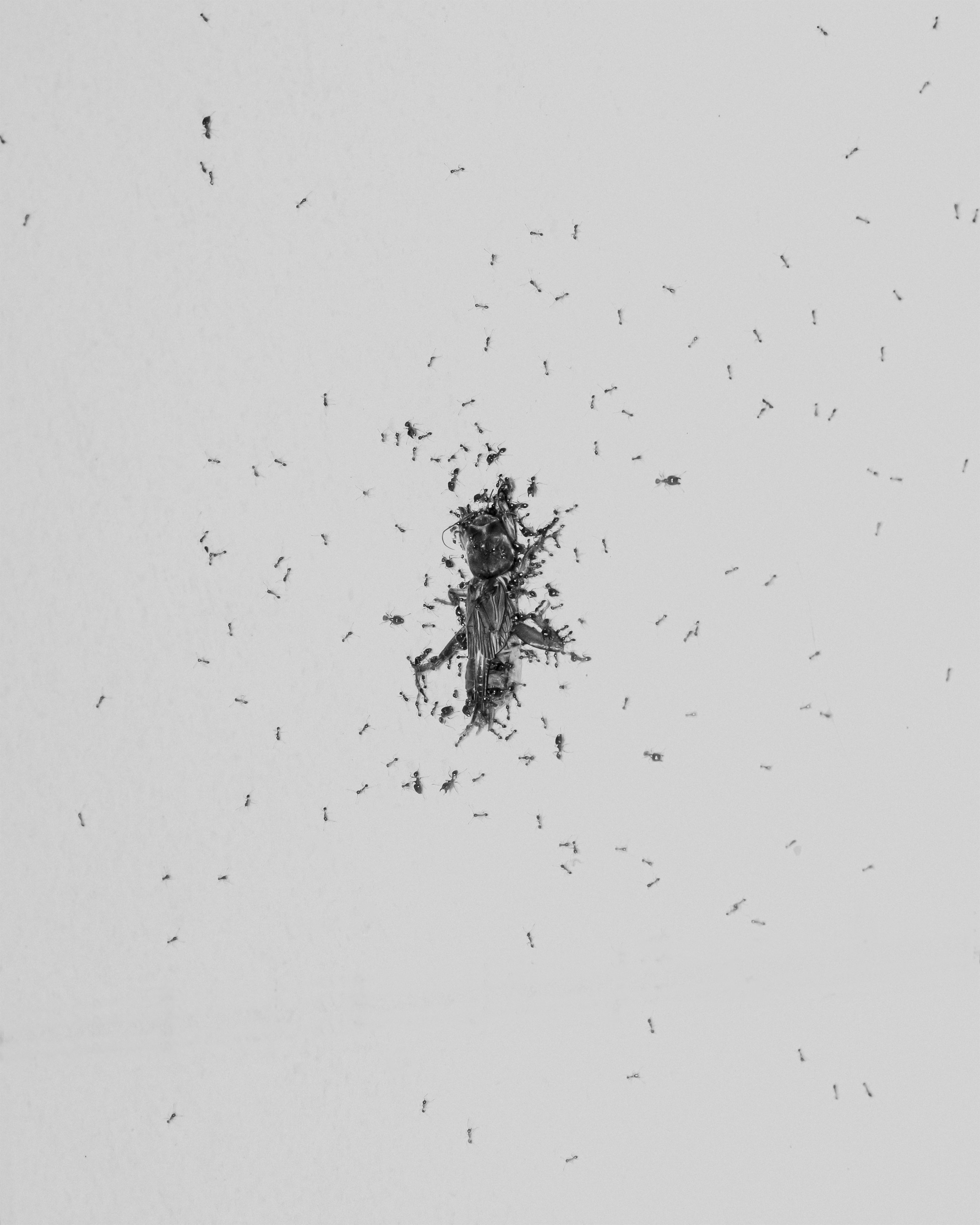 Ellipsis 48