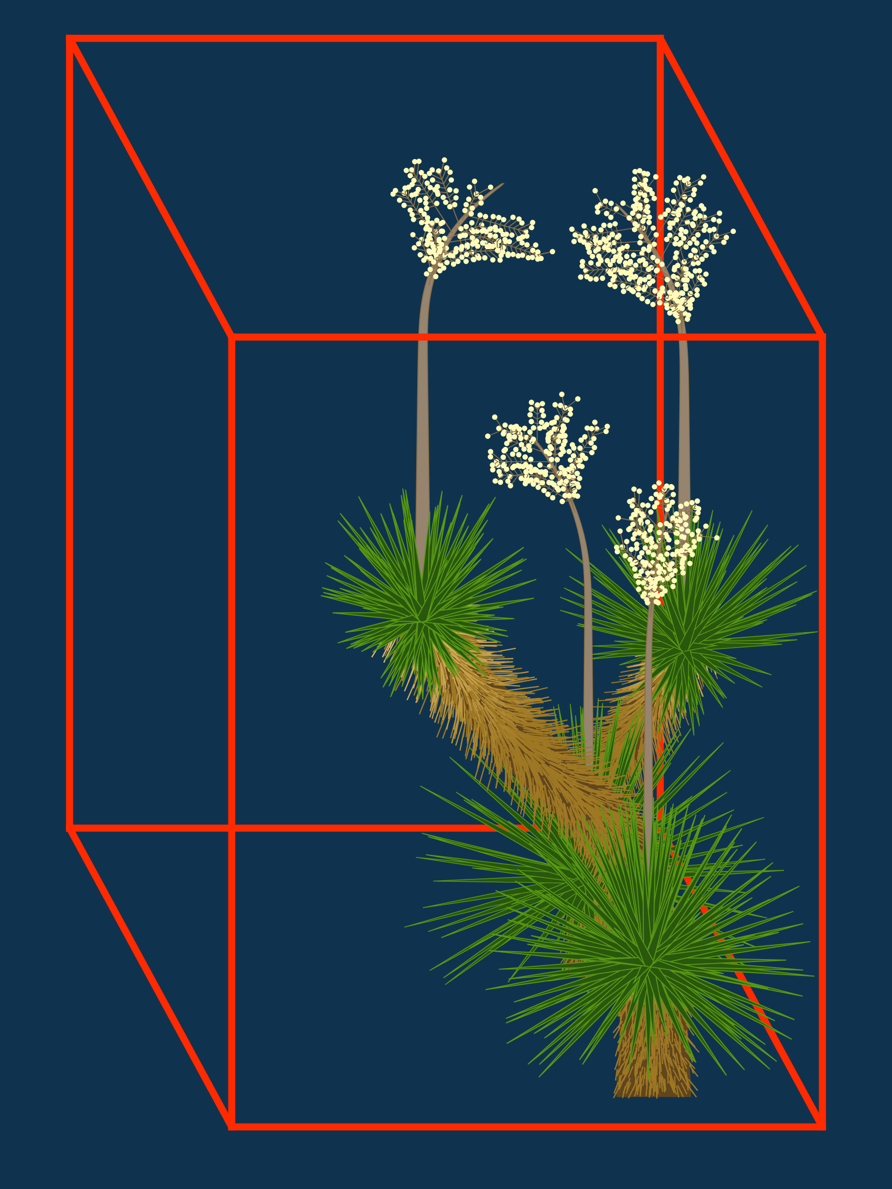 Marfa Yucca #179
