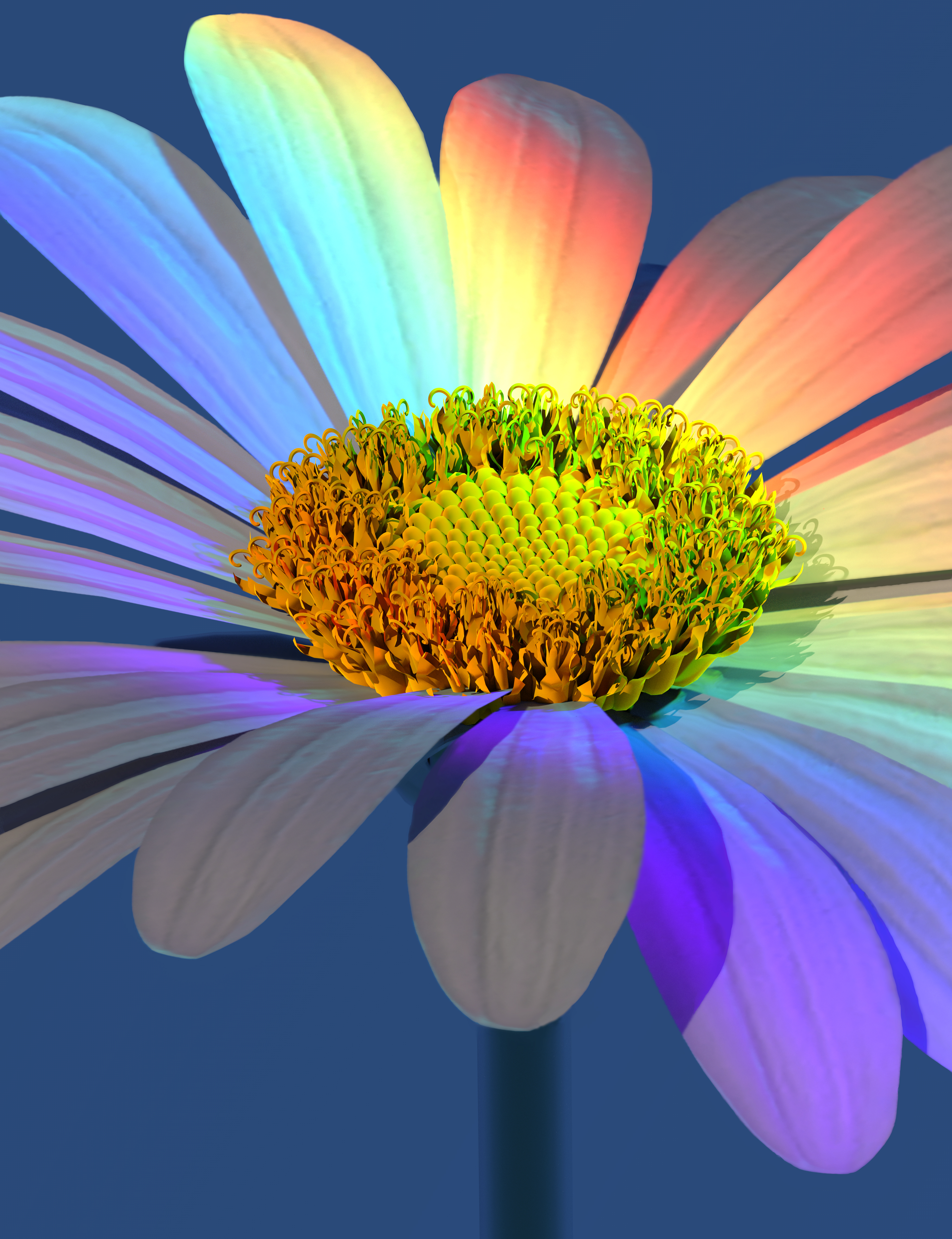 Daisy Rays