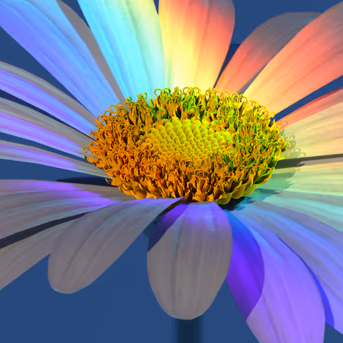 Daisy Rays