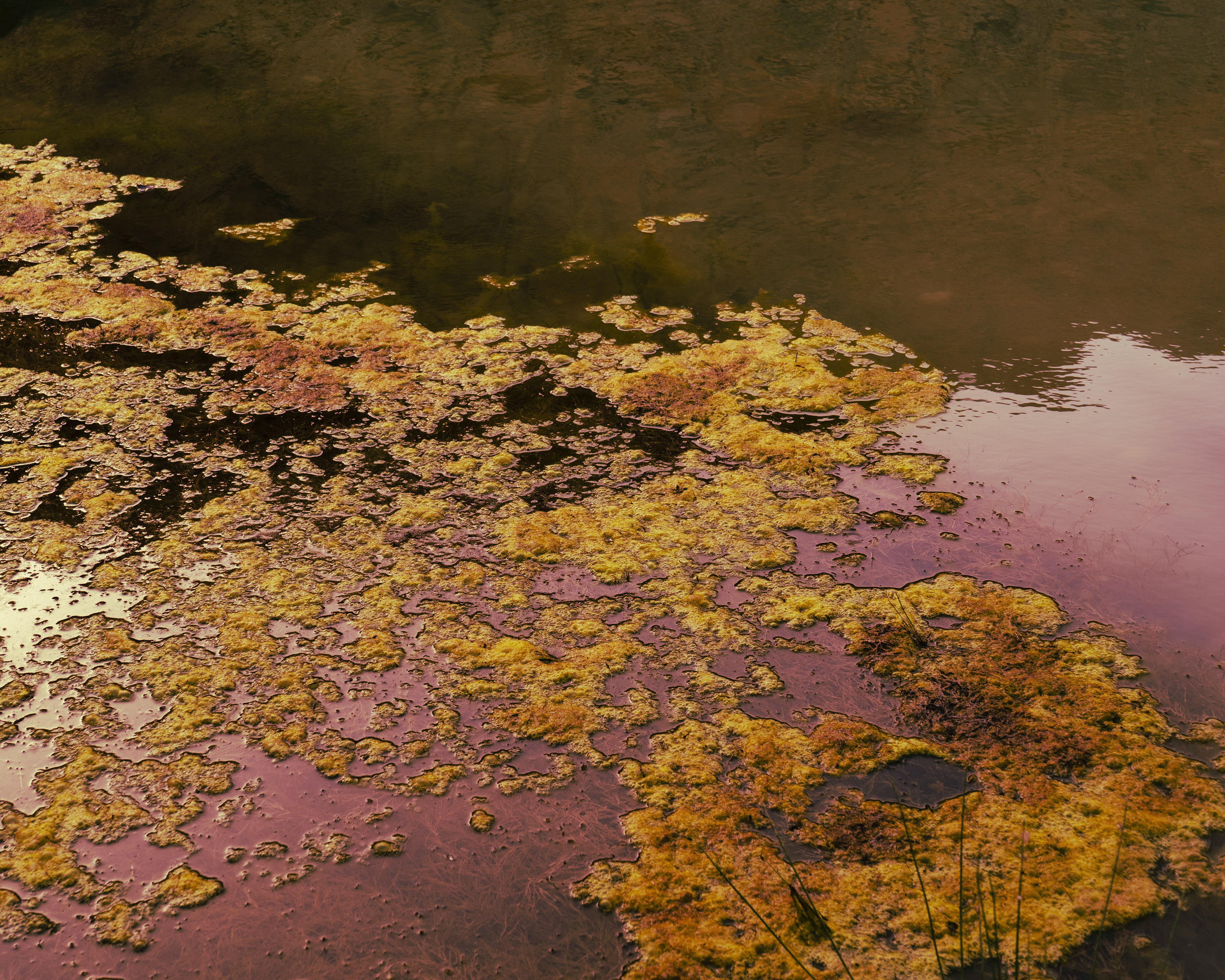 Moss.