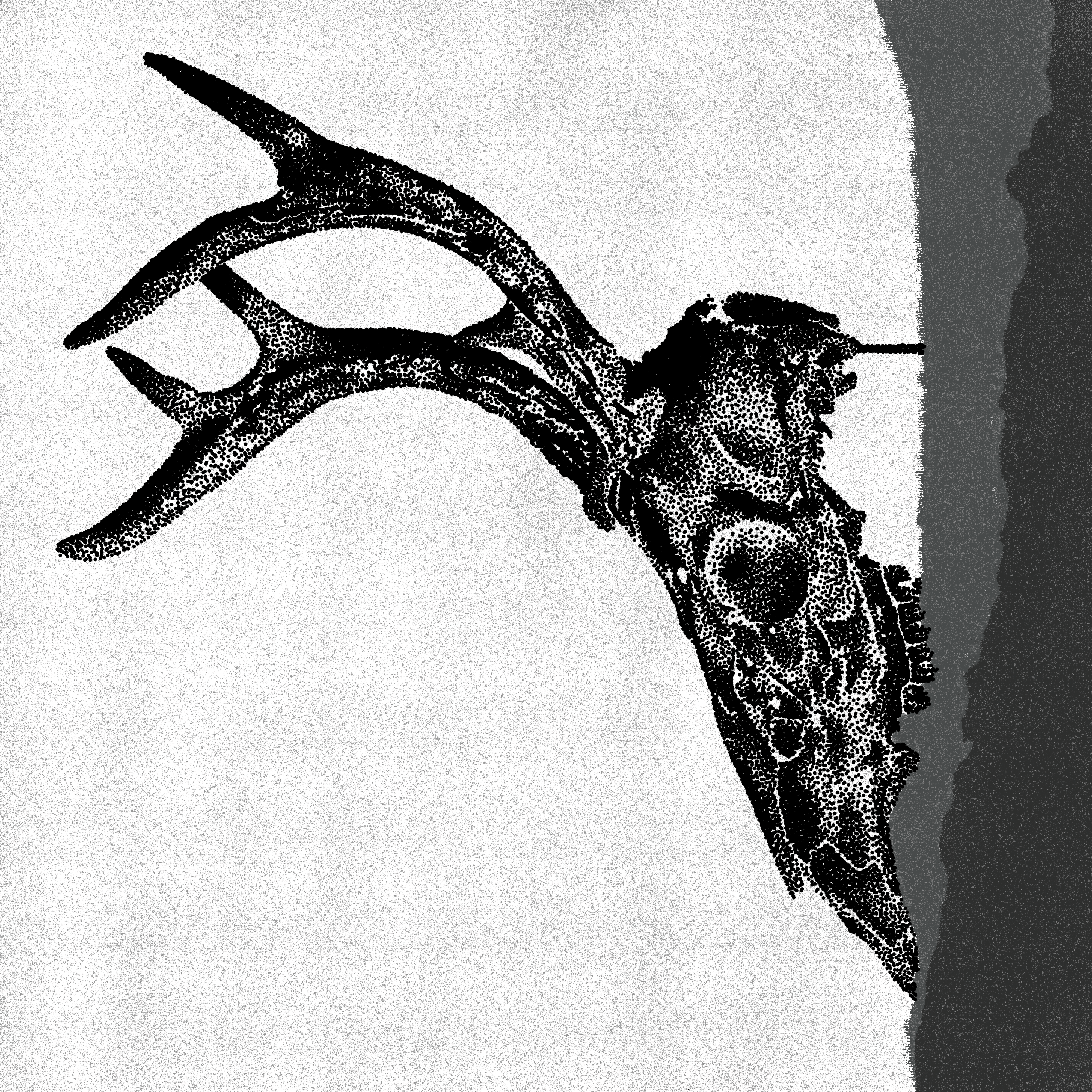 Skull of a Deer
