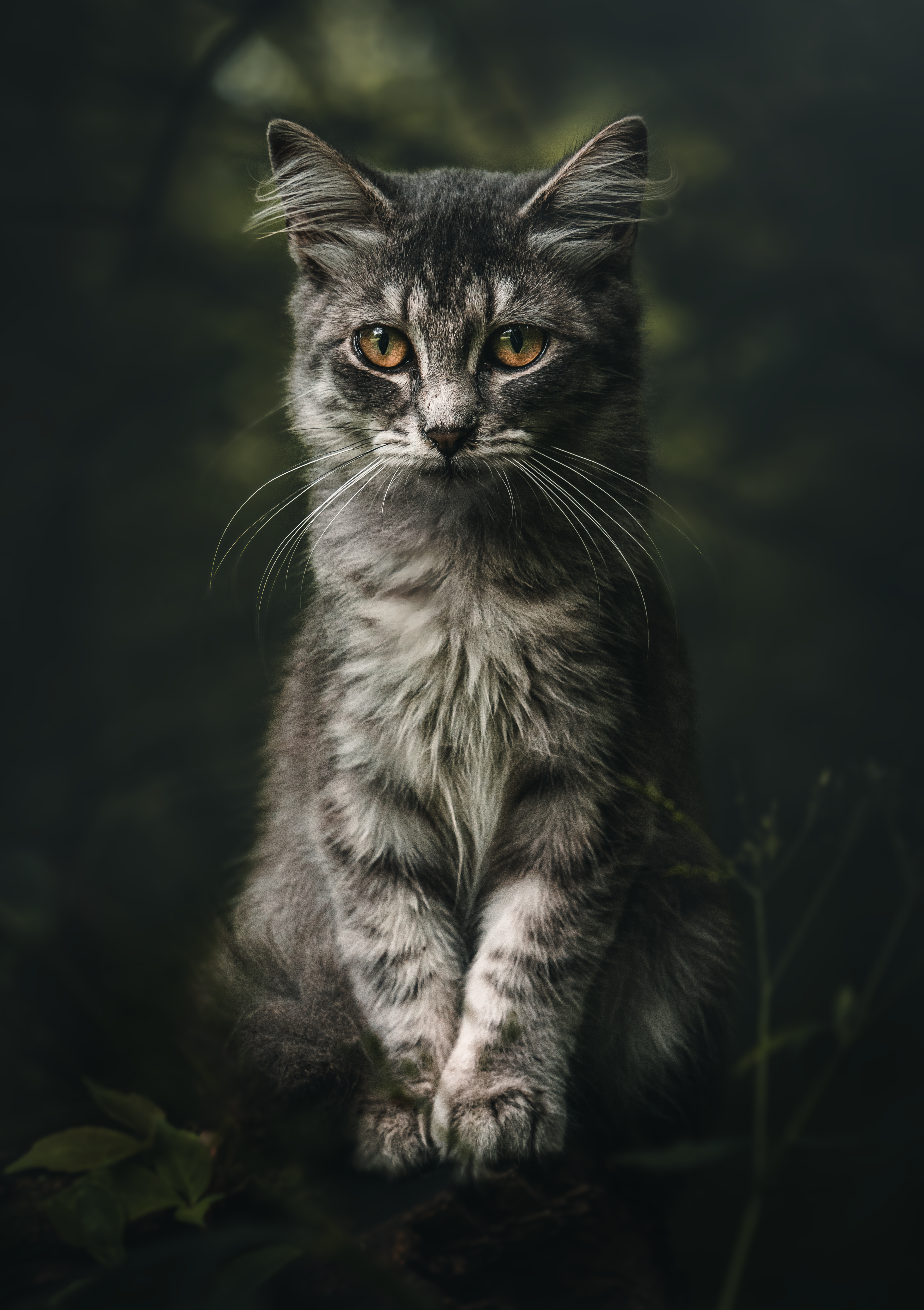 Forest Fluff