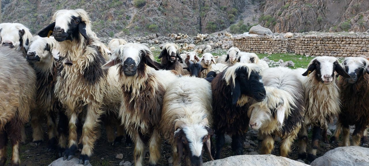SHEEP