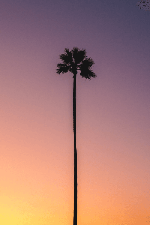 Palm Tree #12