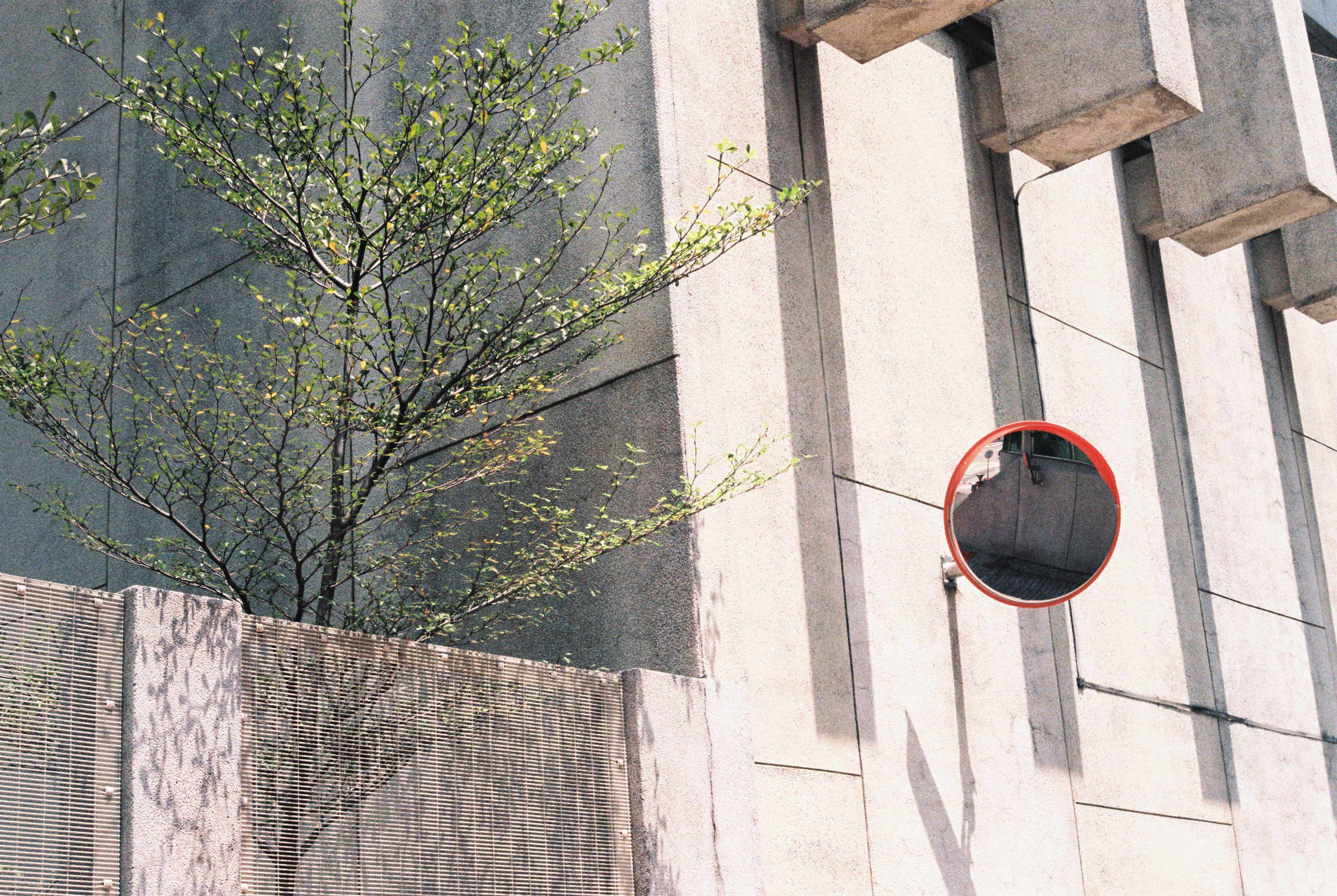 Mirror, tree, and concrete.