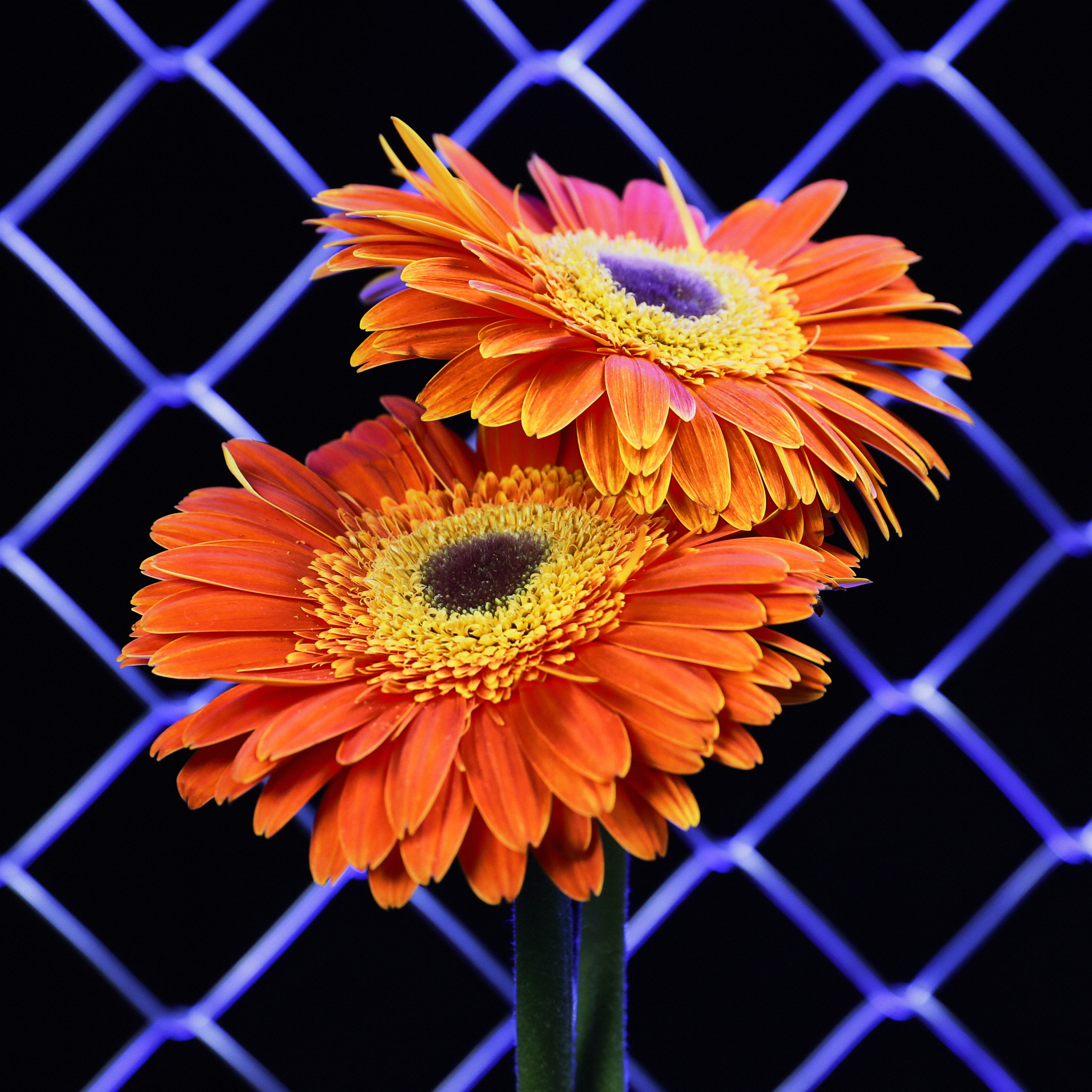 Flower #20