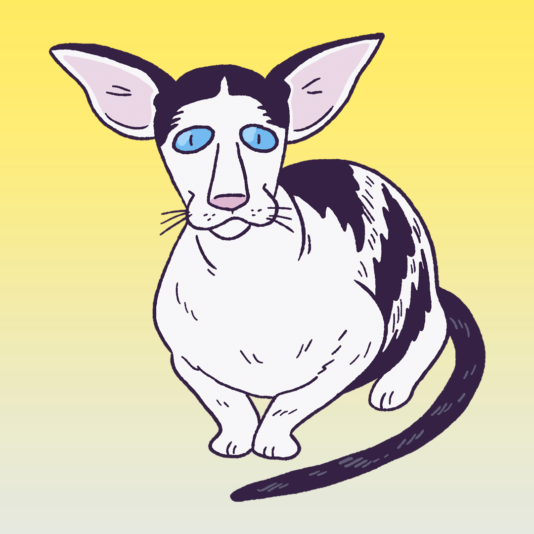 Oriental Shorthair #1488
