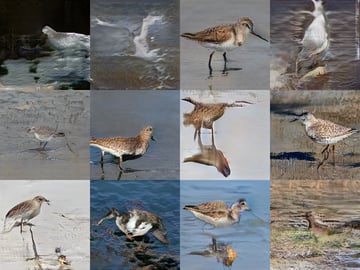 CUSP - Marsh Birds #46