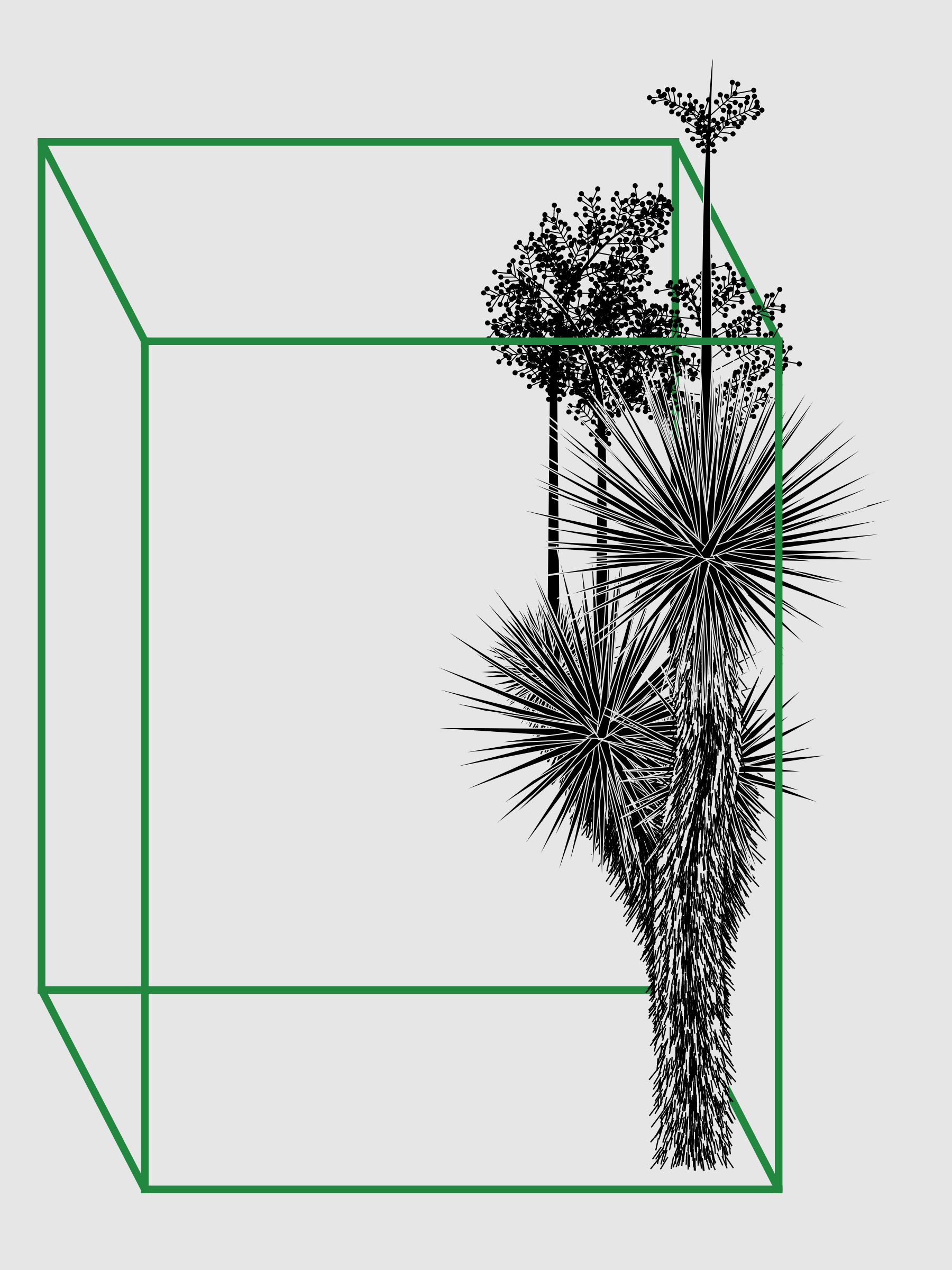 Marfa Yucca #34