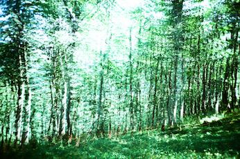 Analog nature