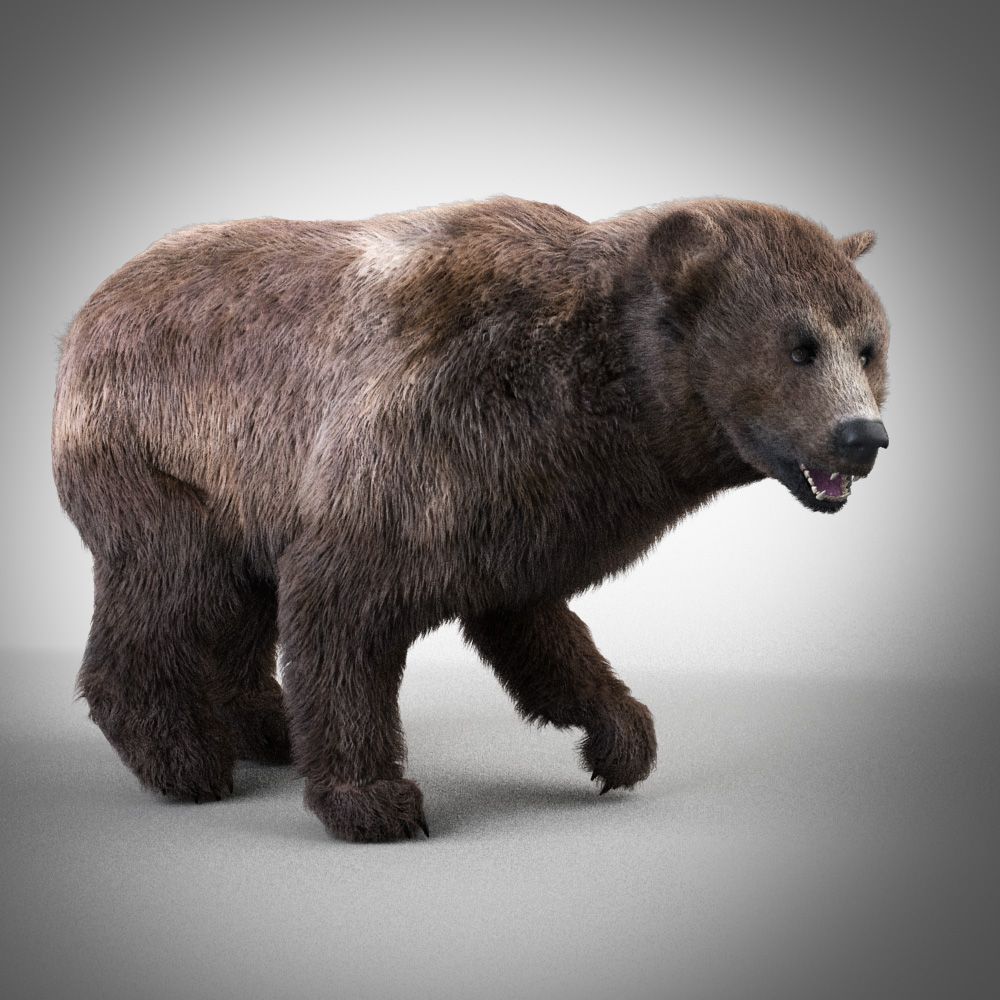 Stupid Bear