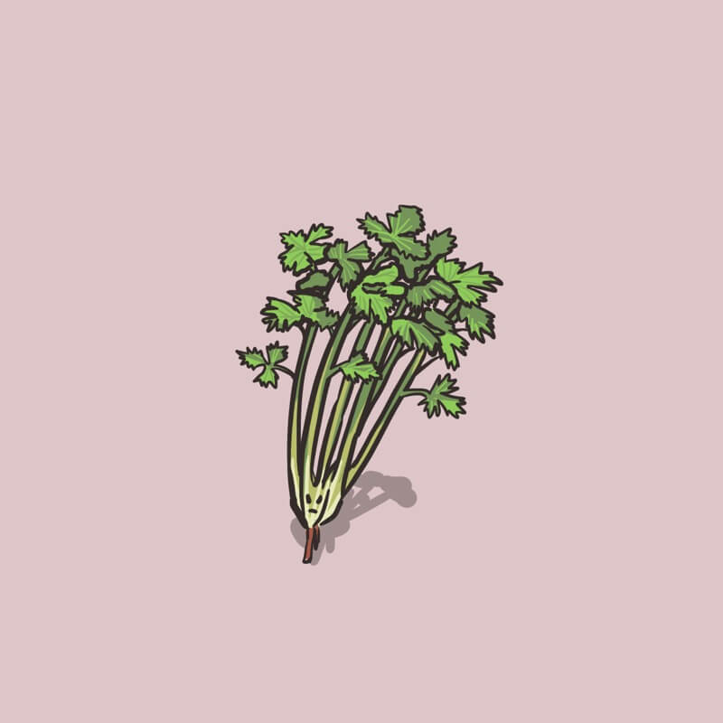 cilantro #71
